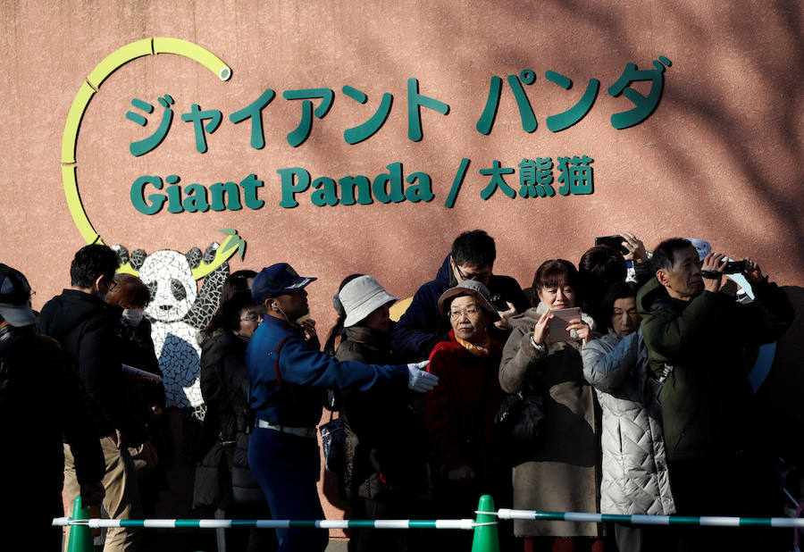 El Zoológico ha tenido que restringir las visitas a 2.000 por día, para no provocar estrés a la cría