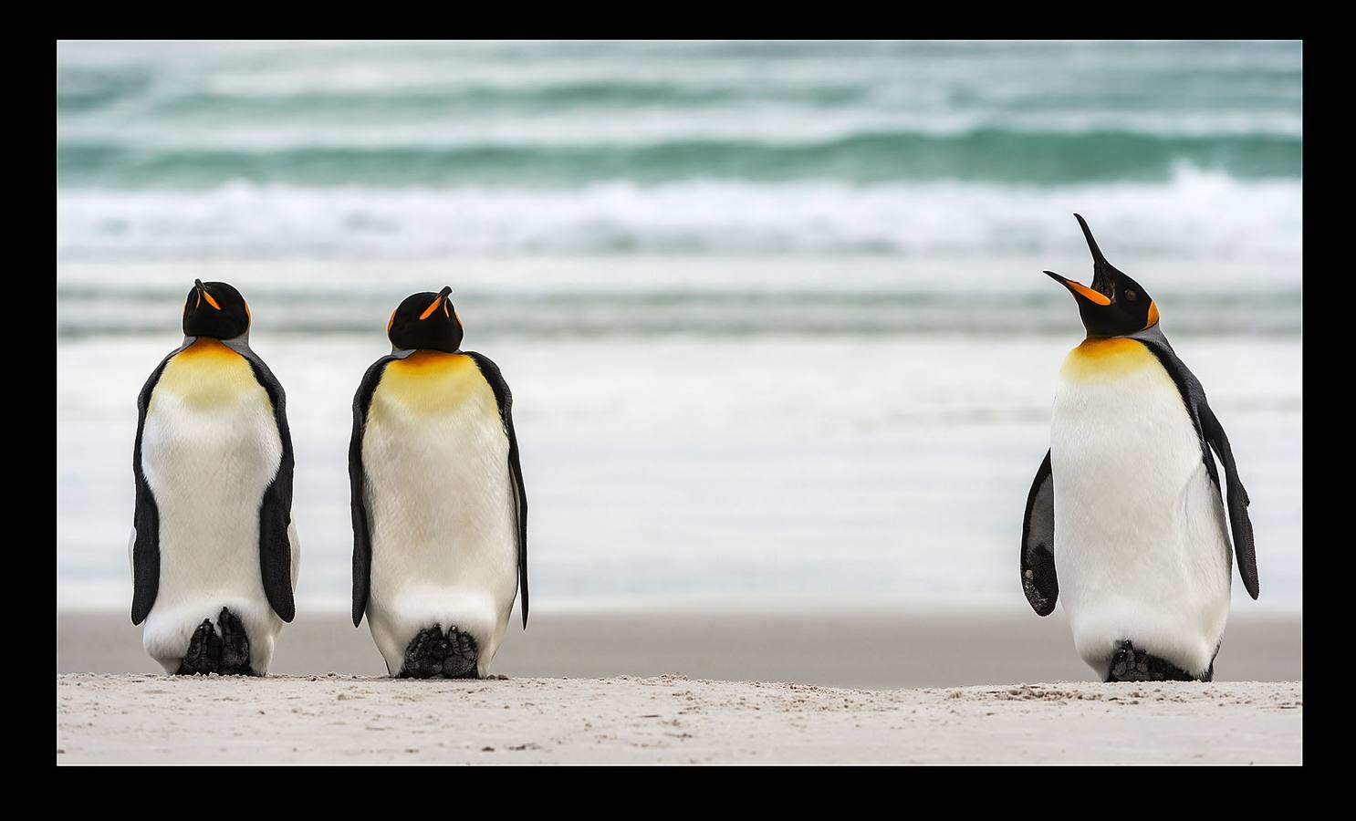 Los premios Comedy Wildlife Photography premian las instantáneas animales más graciosas. Este año han recibido más de 3.500 candidaturas de 86 países. Estas son algunas de las imágenes finalistas: espectacular vida animal, pero sobre todo divertida