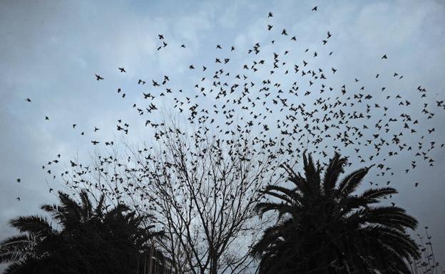 Las molestas aves ya se dejan notar en zonas arboladas. 