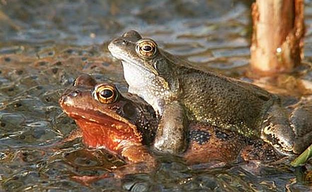 El rito de apareamiento de las ranas, denominado 'amplexo'.