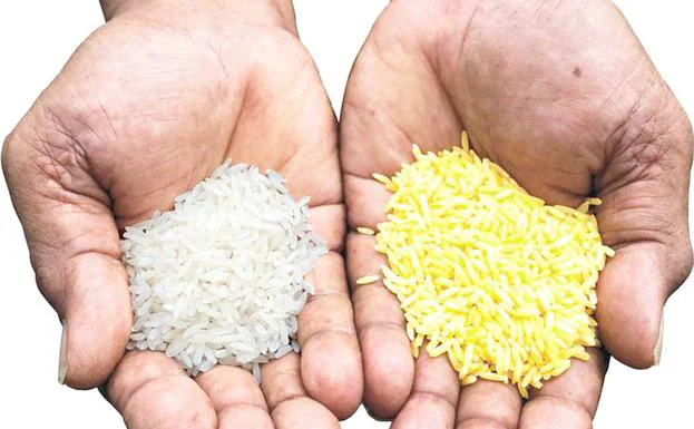 Los betacarotenos dan a este arroz su color dorado.