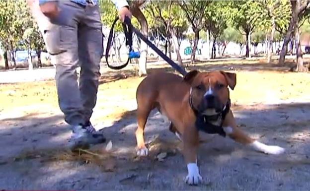 Un niño de tres años, grave al ser atacado por un perro que le ha arrancado las orejas en Madrid