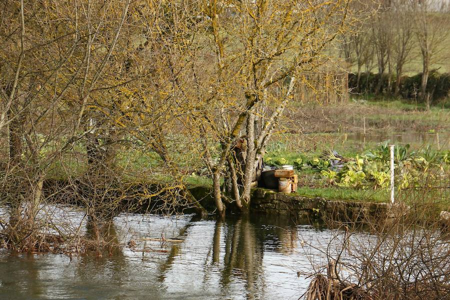 Una de las fincas de cereal anegada completamente en la vega de Arroiabe, muy lejos del cauce normal del Zadorra.