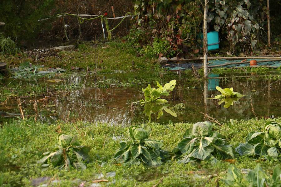 Una de las fincas de cereal anegada completamente en la vega de Arroiabe, muy lejos del cauce normal del Zadorra.