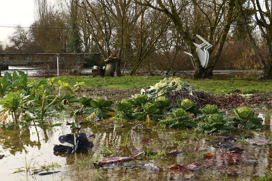 Una de las fincas de cereal anegada completamente en la vega de Arroiabe, muy lejos del cauce normal del Zadorra.