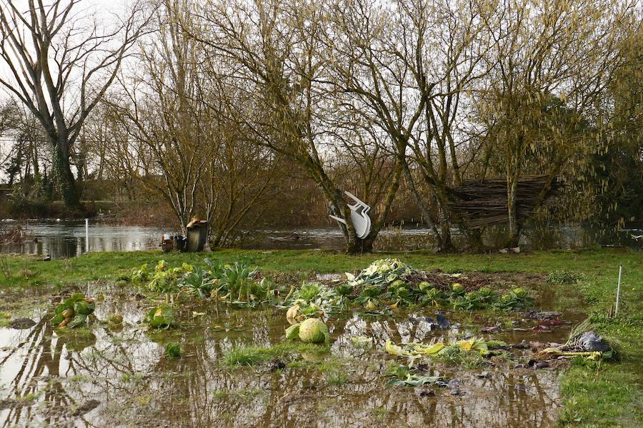 Una de las fincas de cereal anegada completamente en la vega de Arroiabe, muy lejos del cauce normal del Zadorra.