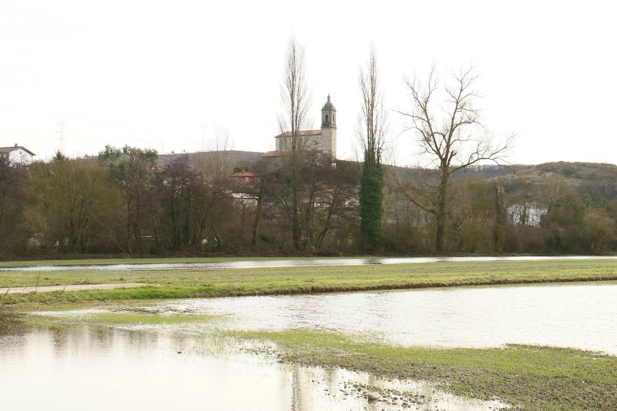 Una de las fincas de cereal anegada completamente en la vega de Arroiabe, muy lejos del cauce normal del Zadorra.