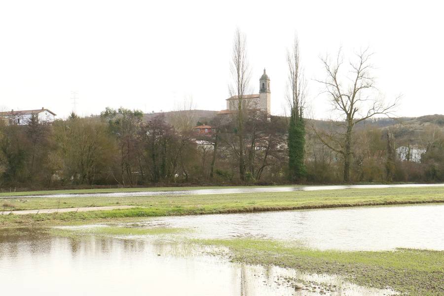 Una de las fincas de cereal anegada completamente en la vega de Arroiabe, muy lejos del cauce normal del Zadorra.