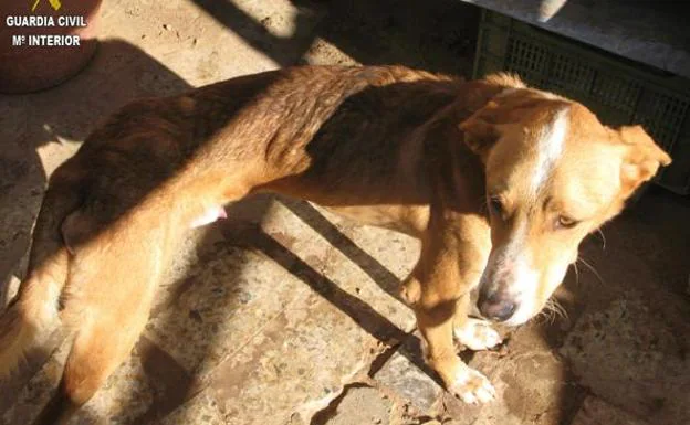 Mata a su perro de hambre en La Rioja y otros tres se alimentan de su cadáver