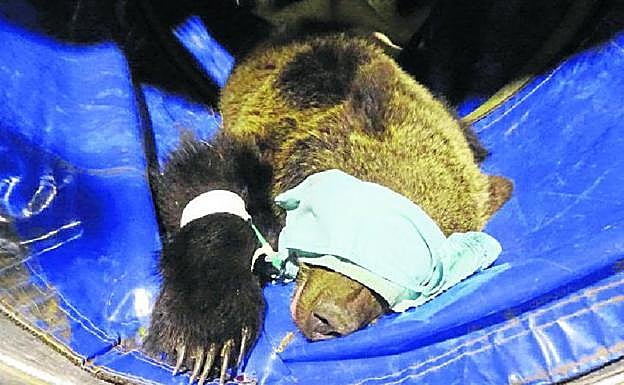 El osezno capturado cerca de Cambarco, anestesiado para los primeros análisis veterinarios a los que fue sometido. 