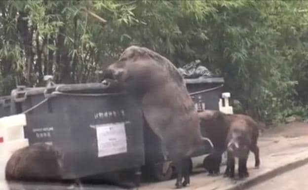 'Pigzilla', el jabalí gigante visto en Hong Kong