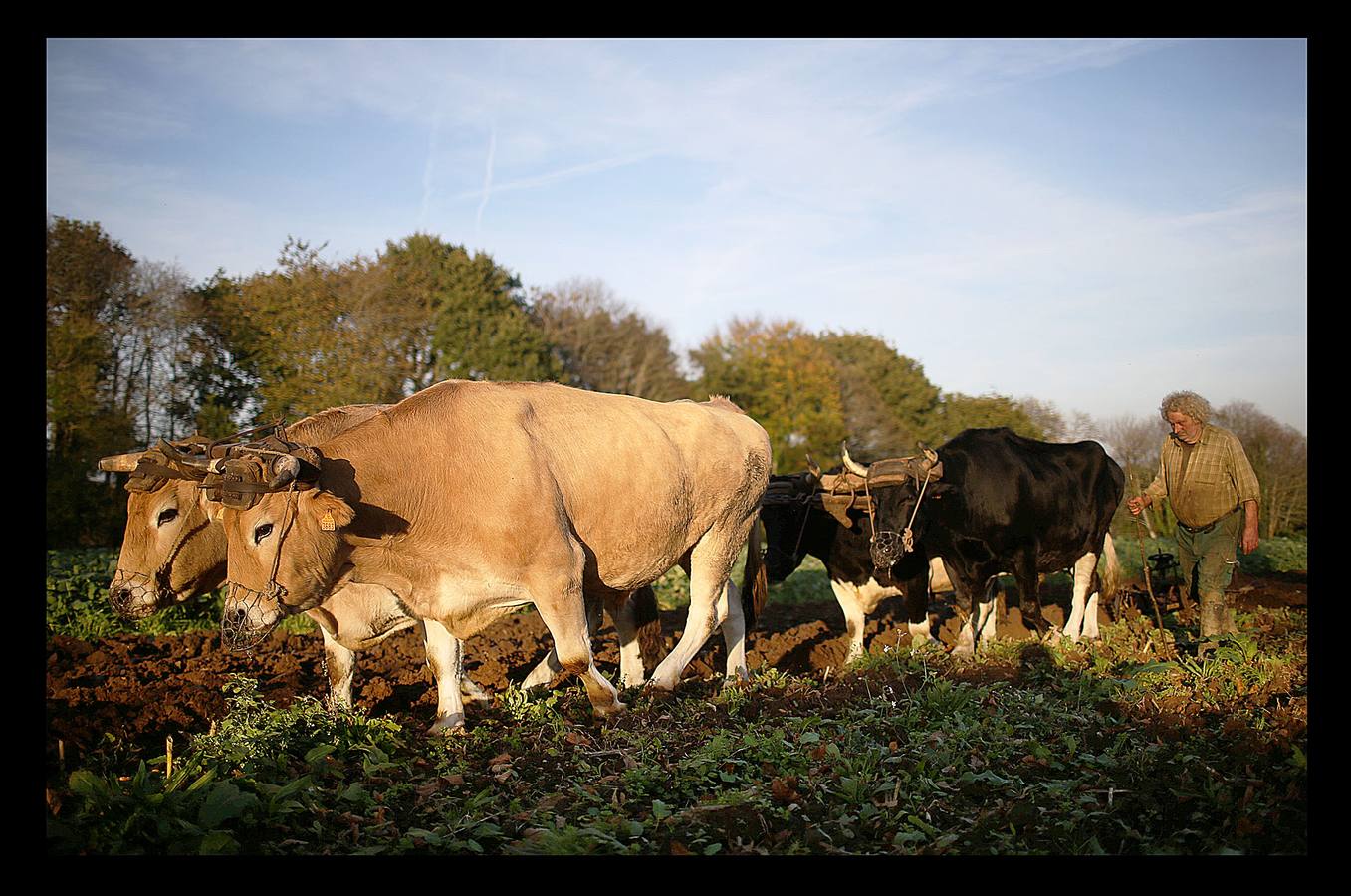 Cuando la maquinaria agrícola revolucionó la agricultura francesa en los años posteriores a la Segunda Guerra Mundial, un joven Jean-Bernard Huon le dio la espalda a la nueva tecnología. Medio siglo después, en su destartalada granja de Riec-sur-Belon, en un rincón del sur de Bretaña, Jean-Bernard -70 años y una barba muy blanca- todavía usa bueyes para arar sus campos, ordeña sus ocho vacas, muele la harina a mano y recoge incansable el estiércol para fertilizar los cultivos que alimentan a su ganado. "Soy un extraño feliz", dice Huon en la granja donde vive sin agua caliente: "Nunca he sido rico, pero ¿qué me importa?".
