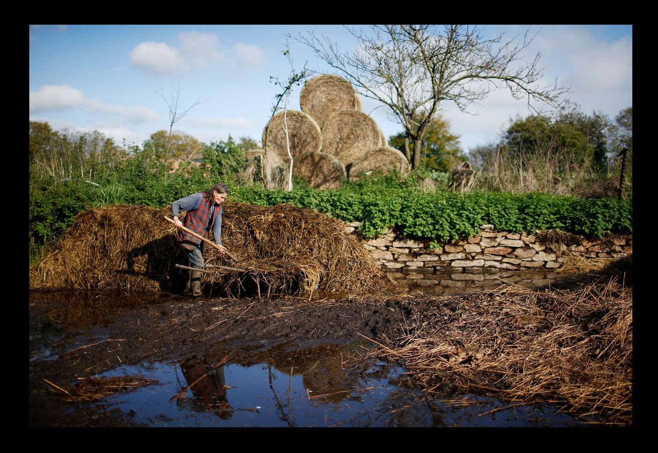 Cuando la maquinaria agrícola revolucionó la agricultura francesa en los años posteriores a la Segunda Guerra Mundial, un joven Jean-Bernard Huon le dio la espalda a la nueva tecnología. Medio siglo después, en su destartalada granja de Riec-sur-Belon, en un rincón del sur de Bretaña, Jean-Bernard -70 años y una barba muy blanca- todavía usa bueyes para arar sus campos, ordeña sus ocho vacas, muele la harina a mano y recoge incansable el estiércol para fertilizar los cultivos que alimentan a su ganado. "Soy un extraño feliz", dice Huon en la granja donde vive sin agua caliente: "Nunca he sido rico, pero ¿qué me importa?".