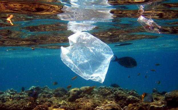 Una bolsa de plástico en el Mar Rojo. 