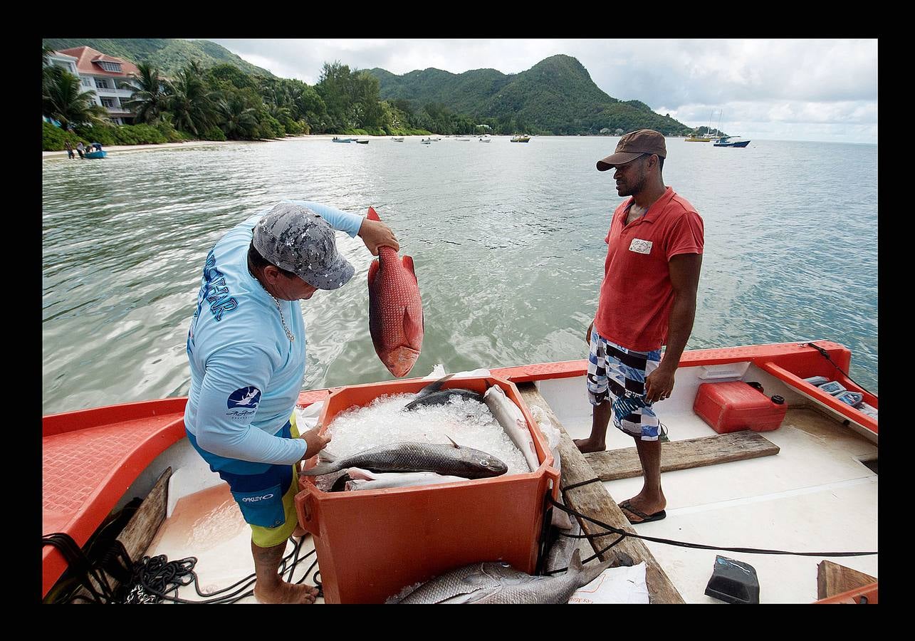 Las islas Seychelles son un paraíso. Corales, atolones, aves, cetáceos, bosques tropicales, playas rodeadas de vegetación y palmeras, arena blanca coralina. La naturaleza ha sido generosa con este archipiélago de colorido impresionante, situado en el Océano Índico, frente a la costa de Kenia, que el gobierno se siente obligado a preservar. Hace unos días se anunció la creación de un área marina protegida de más de 200.000 kilómetros cuadrados en torno al archipiélago -equivalente a la mitad del Mar Negro-, destinada a proteger el mar y la economía isleñas, que depende en buena medida de la pesca y el turismo.