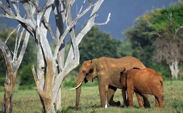 El elefante de la sabana (‘Loxodonta africana’) llega a 4 metros de alto en la cruz y supera las 6 toneladas. Se concentra en Angola, Kenya, Etiopía, Sudáfrica, Tanzania, Sudán y Namibia.