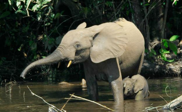 El elefante de bosque (‘Loxodonta cyclotis’) ronda los 2,5 metros de altura y las 2,7 toneladas. Vive internado en las cada vez más escasas selvas de la zona ecuatorial de África, en la parte oeste.