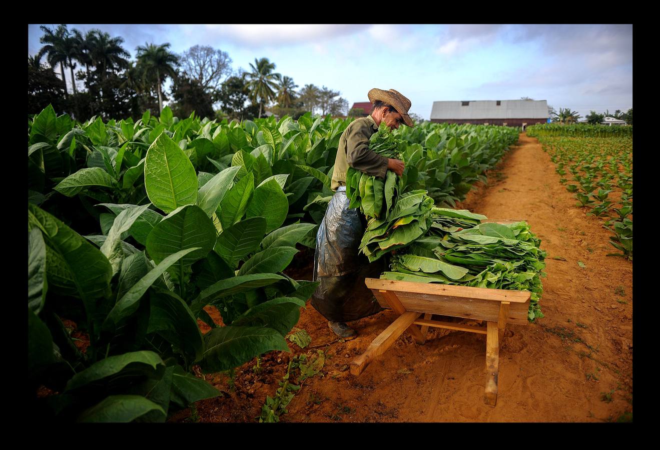 El ocre, el verde y el azul son los colores de la provincia de Pinar del Río, principal productora de tabaco de Cuba, situada en el extremo más occidental de la isla. La región, que goza de un clima y una temperatura que la convierten en un lugar privilegiado para el cultivo del tabaco de mayor calidad, se ha visto afectada en los últimos meses por intensas lluvias, que han dañado el 70 por ciento de las plantaciones de caña y obligado a los productores de tabaco a extender su siembra hasta finales de febrero. A pesar de las dificultades, los vegueros esperan entregar este año más de 32.000 toneladas de hojas a la industria de cigarros y habanos, una producción que ocupa el cuarto puesto en el conjunto del PIB cubano.