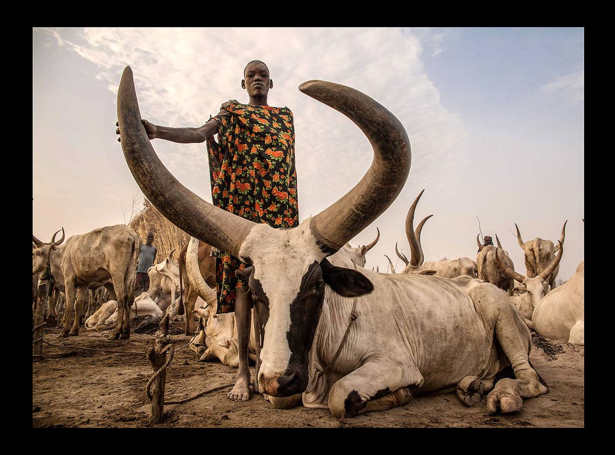 Cuando un varón de la tribu Dinka alcanza la pubertad debe sacrificar un toro. A partir de ese momento, el joven añade a su nombre el color del pelaje de la res, que lo acompañará para siempre. Los Dinka, más de un millón de personas, son la etnia mayoritaria en Sudán del Sur, casi un 70 por ciento, según estimaciones, y son considerados los primeros pobladores esa región, en las orillas del Nilo, donde se establecieron en el siglo X. Para un dinka la posesión más preciada es el ganado bovino, ya que del número de animales que posea dependerá su prestigio social, su riqueza y hasta sus posibilidades de contraer matrimonio. Toda su vida gira y depende de las vacas: beben su leche, usan sus pieles y se arreglan el pelo con su orina y estiércol para lograr que tome un tono rojizo, característico de la belleza de esta etnia.