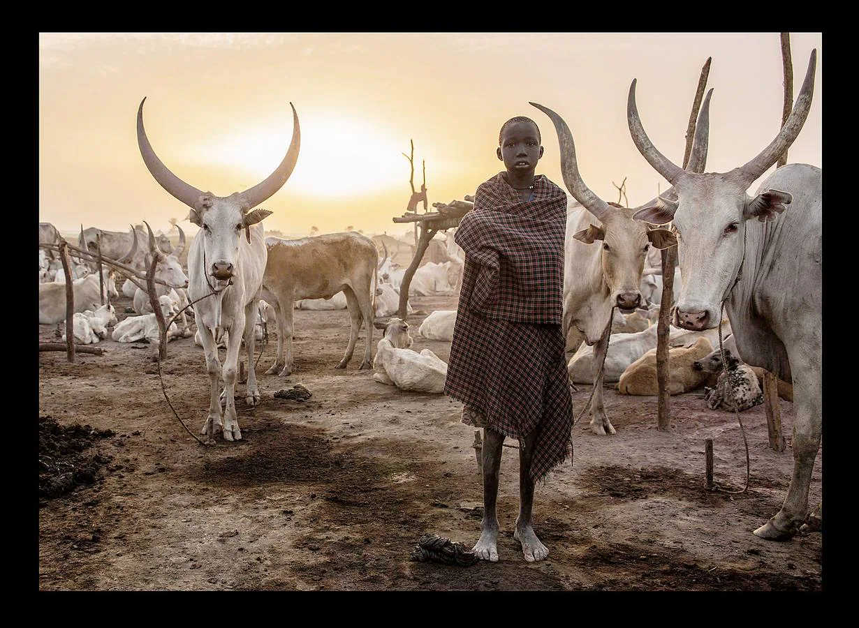 Cuando un varón de la tribu Dinka alcanza la pubertad debe sacrificar un toro. A partir de ese momento, el joven añade a su nombre el color del pelaje de la res, que lo acompañará para siempre. Los Dinka, más de un millón de personas, son la etnia mayoritaria en Sudán del Sur, casi un 70 por ciento, según estimaciones, y son considerados los primeros pobladores esa región, en las orillas del Nilo, donde se establecieron en el siglo X. Para un dinka la posesión más preciada es el ganado bovino, ya que del número de animales que posea dependerá su prestigio social, su riqueza y hasta sus posibilidades de contraer matrimonio. Toda su vida gira y depende de las vacas: beben su leche, usan sus pieles y se arreglan el pelo con su orina y estiércol para lograr que tome un tono rojizo, característico de la belleza de esta etnia.