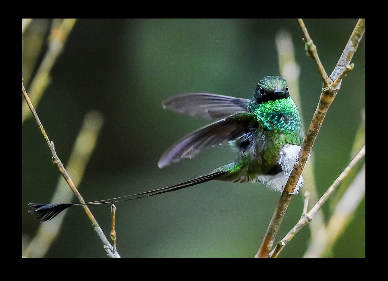 Colombia, con apenas un 0.1% del territorio mundial, posee cerca del 20% de las aves del planeta. Según datos del Sistema de Información sobre Biodiversidad, el país posee más de 1912 especies de aves, de las cuales 76 son exclusivas de ese territorio. La privilegiada ubicación del país, unido a centroamérica, bañada una parte de sus costas por el Pacífico y el Caribe, y con el río Amazonas al sur, hacen de Colombia paso casi obligado para las aves que migran del norte al sur del continente americano. Entre las especies más representativas están el cóndor andino, el loro orejiamarillo, el águila arpía, el quetzal dorado, la oropéndola chocoana, el carpinterito colombiano y el cucarachero de Santa Marta, que hacen de este país una potencia mundial reconocida por la comunidad científica internacional.