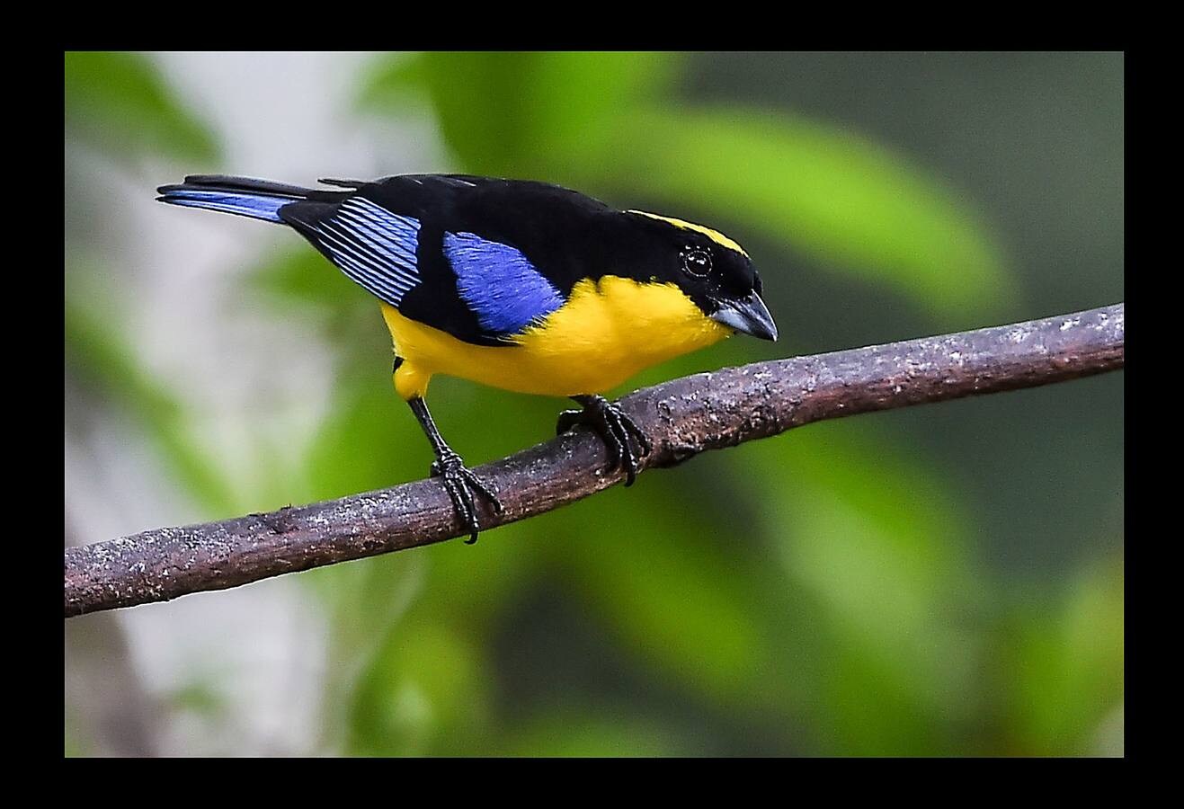 Colombia, con apenas un 0.1% del territorio mundial, posee cerca del 20% de las aves del planeta. Según datos del Sistema de Información sobre Biodiversidad, el país posee más de 1912 especies de aves, de las cuales 76 son exclusivas de ese territorio. La privilegiada ubicación del país, unido a centroamérica, bañada una parte de sus costas por el Pacífico y el Caribe, y con el río Amazonas al sur, hacen de Colombia paso casi obligado para las aves que migran del norte al sur del continente americano. Entre las especies más representativas están el cóndor andino, el loro orejiamarillo, el águila arpía, el quetzal dorado, la oropéndola chocoana, el carpinterito colombiano y el cucarachero de Santa Marta, que hacen de este país una potencia mundial reconocida por la comunidad científica internacional.