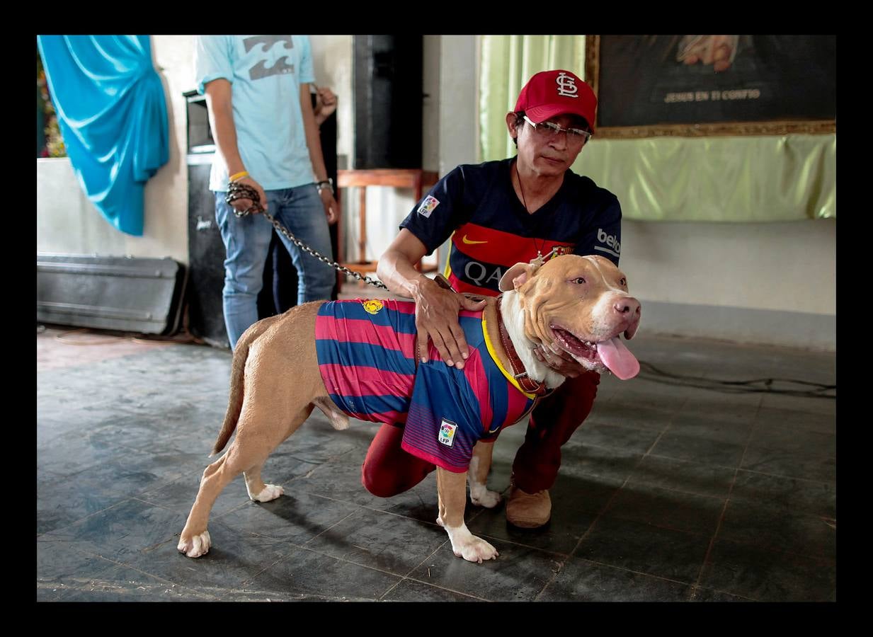 En Nicaragua, Lázaro es venerado como el santo de las mascotas. Hace unos días, decenas de canes, vestidos como jugadores de fútbol, policías, bailarinas, con lazos o gorras, acudieron en procesión, acompañados por sus dueños, a la iglesia Santa María Magdalena, en la ciudad de Masaya, al sureste de Managua. La tradicional comitiva reúne cada año a personas de distintas partes del país con el objeto de presentar sus mascotas enfermas al santo y agradecerle su cura. San Lázaro, según el pasaje bíblico, padeció lepra y los perros le curaron lamiéndole las heridas. De ahí su consideración como patrón de los canes.