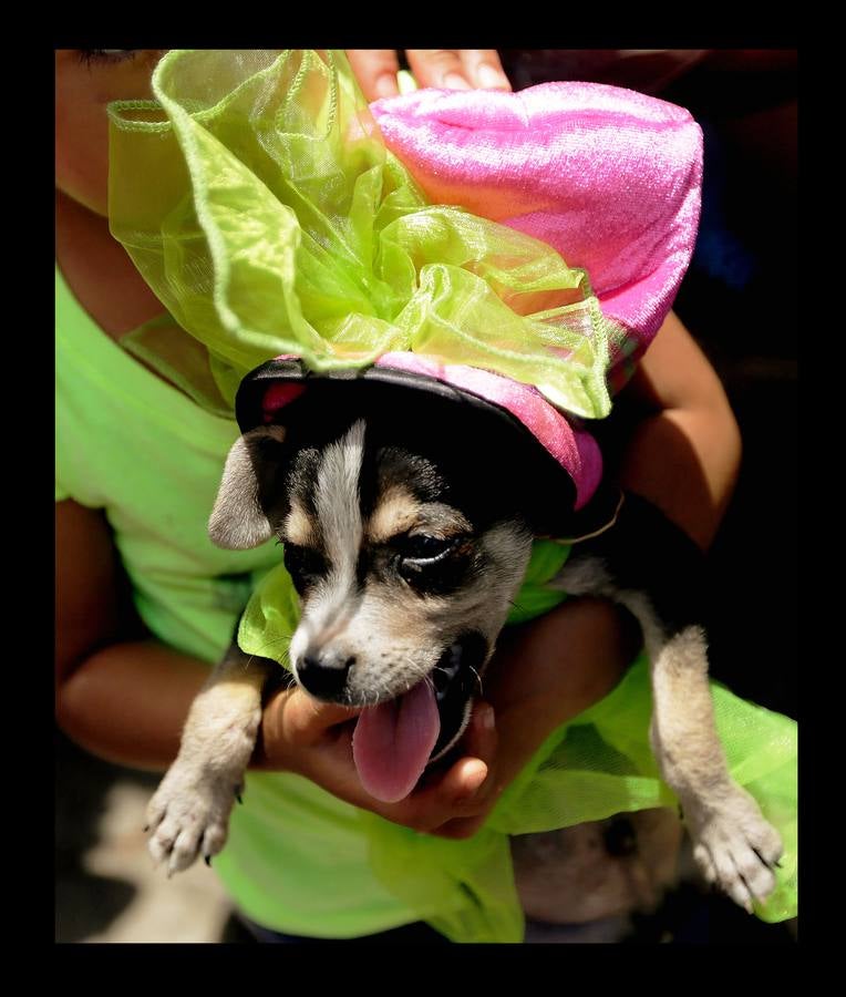 En Nicaragua, Lázaro es venerado como el santo de las mascotas. Hace unos días, decenas de canes, vestidos como jugadores de fútbol, policías, bailarinas, con lazos o gorras, acudieron en procesión, acompañados por sus dueños, a la iglesia Santa María Magdalena, en la ciudad de Masaya, al sureste de Managua. La tradicional comitiva reúne cada año a personas de distintas partes del país con el objeto de presentar sus mascotas enfermas al santo y agradecerle su cura. San Lázaro, según el pasaje bíblico, padeció lepra y los perros le curaron lamiéndole las heridas. De ahí su consideración como patrón de los canes.