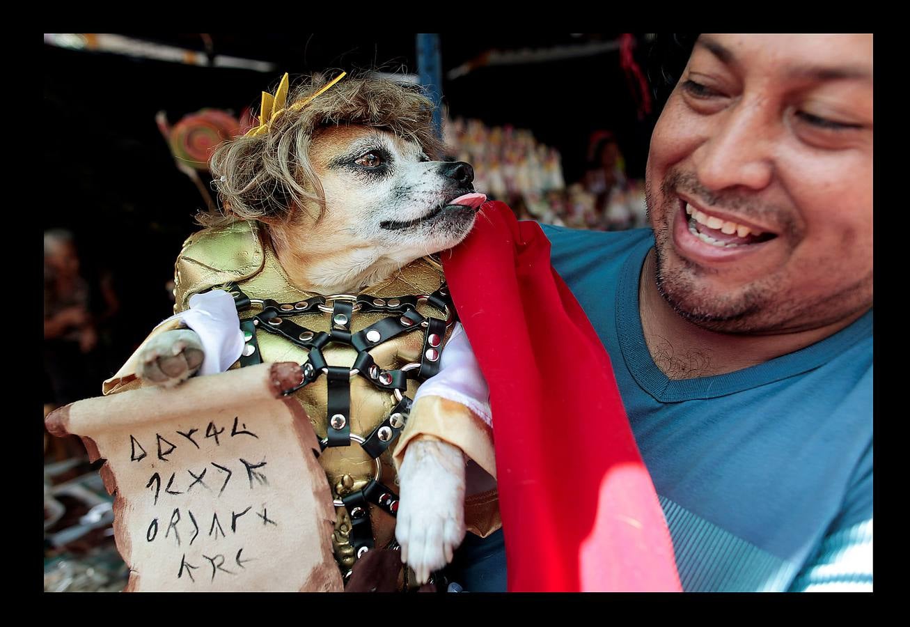 En Nicaragua, Lázaro es venerado como el santo de las mascotas. Hace unos días, decenas de canes, vestidos como jugadores de fútbol, policías, bailarinas, con lazos o gorras, acudieron en procesión, acompañados por sus dueños, a la iglesia Santa María Magdalena, en la ciudad de Masaya, al sureste de Managua. La tradicional comitiva reúne cada año a personas de distintas partes del país con el objeto de presentar sus mascotas enfermas al santo y agradecerle su cura. San Lázaro, según el pasaje bíblico, padeció lepra y los perros le curaron lamiéndole las heridas. De ahí su consideración como patrón de los canes.
