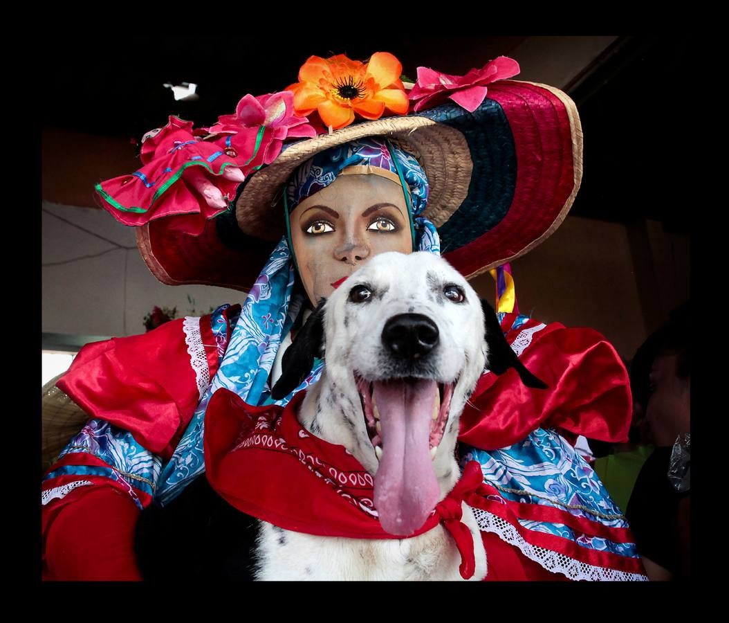 En Nicaragua, Lázaro es venerado como el santo de las mascotas. Hace unos días, decenas de canes, vestidos como jugadores de fútbol, policías, bailarinas, con lazos o gorras, acudieron en procesión, acompañados por sus dueños, a la iglesia Santa María Magdalena, en la ciudad de Masaya, al sureste de Managua. La tradicional comitiva reúne cada año a personas de distintas partes del país con el objeto de presentar sus mascotas enfermas al santo y agradecerle su cura. San Lázaro, según el pasaje bíblico, padeció lepra y los perros le curaron lamiéndole las heridas. De ahí su consideración como patrón de los canes.