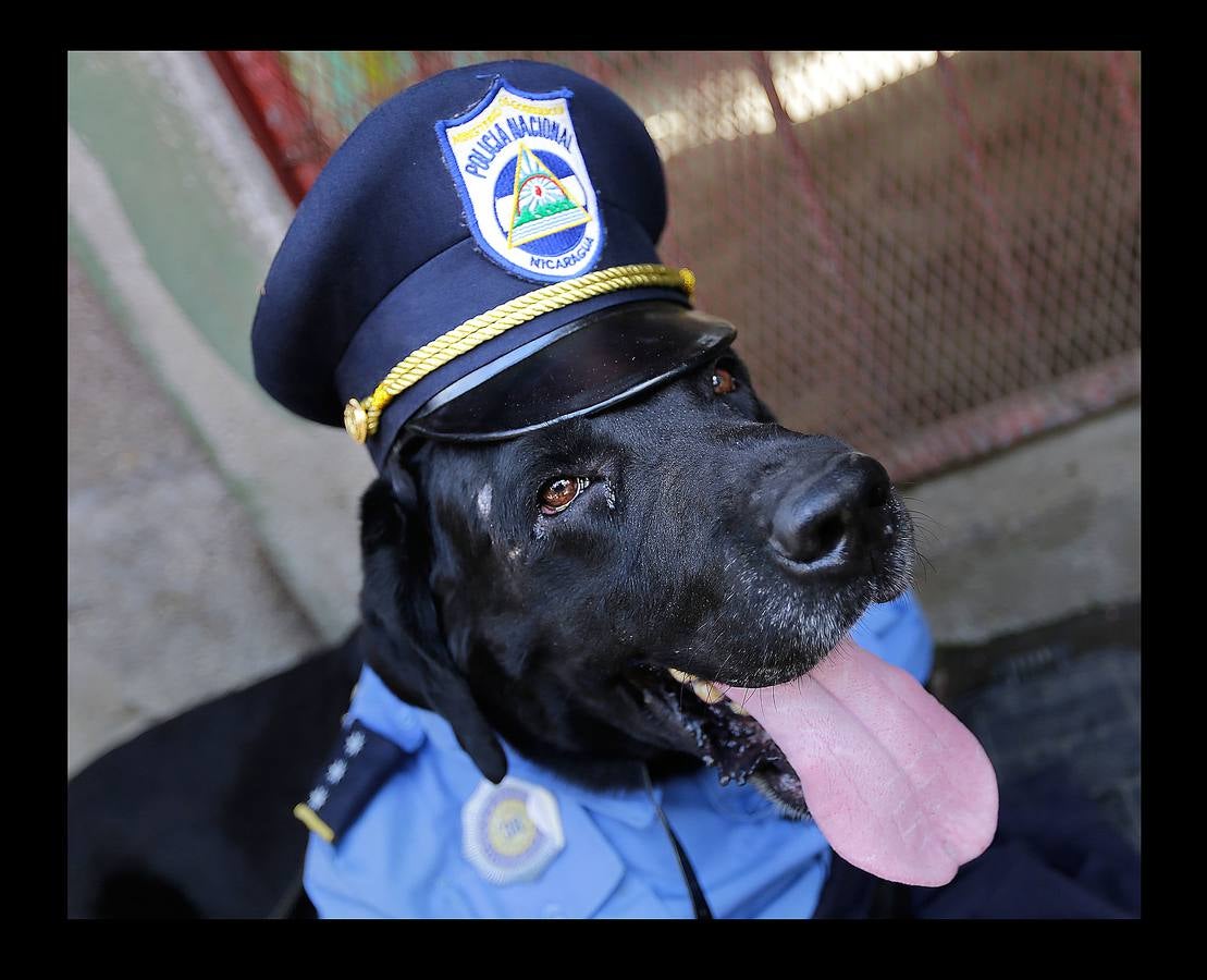 En Nicaragua, Lázaro es venerado como el santo de las mascotas. Hace unos días, decenas de canes, vestidos como jugadores de fútbol, policías, bailarinas, con lazos o gorras, acudieron en procesión, acompañados por sus dueños, a la iglesia Santa María Magdalena, en la ciudad de Masaya, al sureste de Managua. La tradicional comitiva reúne cada año a personas de distintas partes del país con el objeto de presentar sus mascotas enfermas al santo y agradecerle su cura. San Lázaro, según el pasaje bíblico, padeció lepra y los perros le curaron lamiéndole las heridas. De ahí su consideración como patrón de los canes.