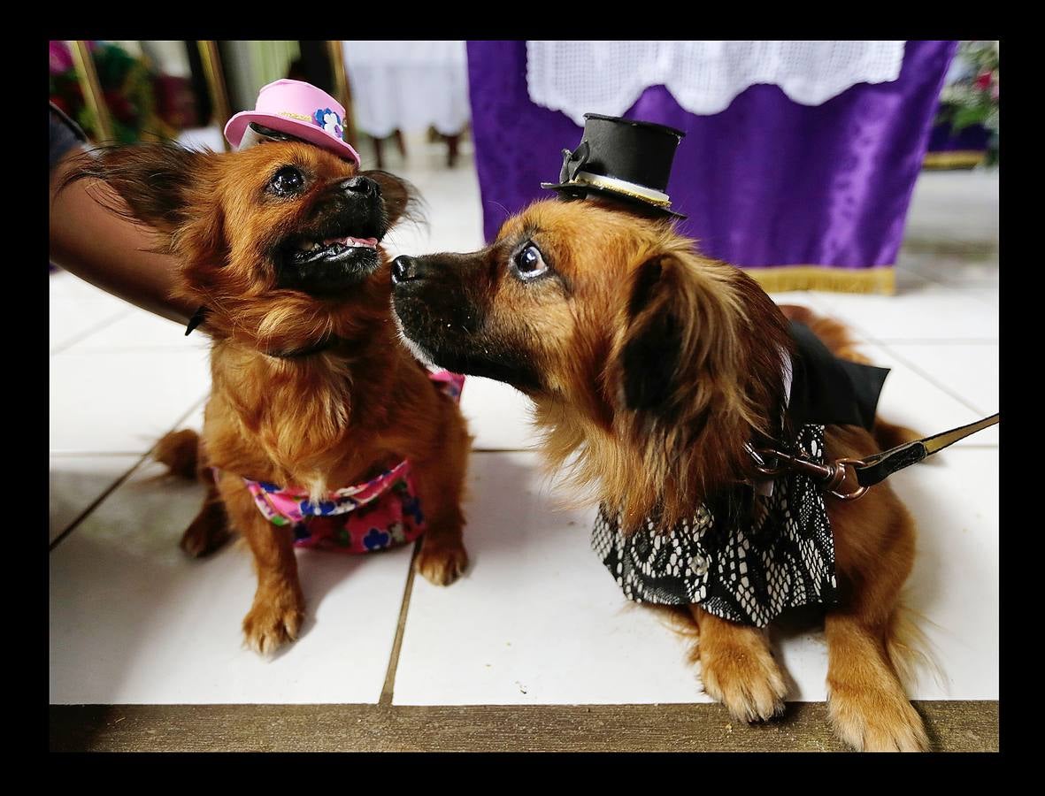 En Nicaragua, Lázaro es venerado como el santo de las mascotas. Hace unos días, decenas de canes, vestidos como jugadores de fútbol, policías, bailarinas, con lazos o gorras, acudieron en procesión, acompañados por sus dueños, a la iglesia Santa María Magdalena, en la ciudad de Masaya, al sureste de Managua. La tradicional comitiva reúne cada año a personas de distintas partes del país con el objeto de presentar sus mascotas enfermas al santo y agradecerle su cura. San Lázaro, según el pasaje bíblico, padeció lepra y los perros le curaron lamiéndole las heridas. De ahí su consideración como patrón de los canes.