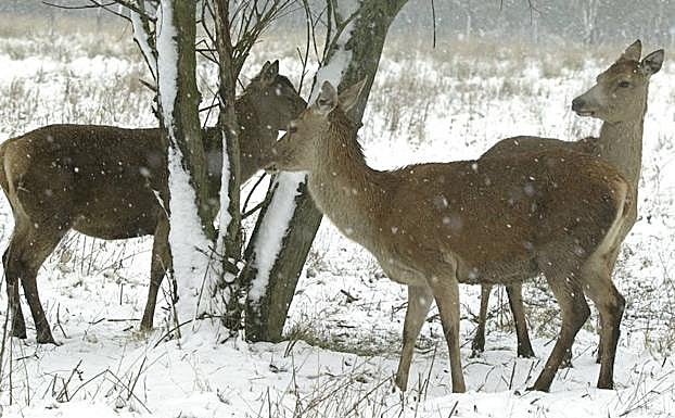Varios ciervos, durante una nevada en Salburua.