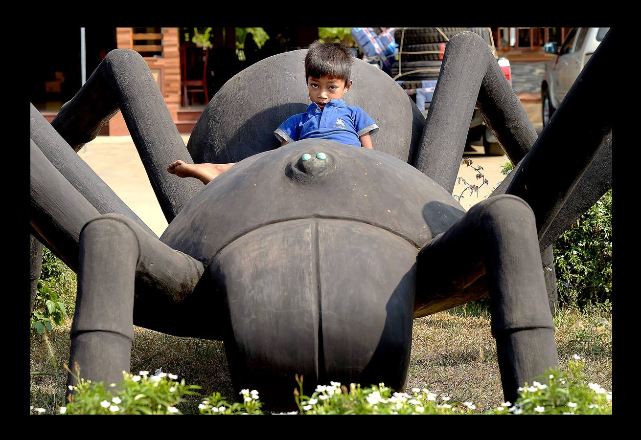Un plato lleno de peludas tarántulas del tamaño de un puño resulta en Camboya un preciado manjar, en especial cuando se preparan fritas, con ajo, en una olla chisporroteante. Pero el disfrute de esta gollería, que algunos comparan con el delicado sabor del cangrejo, está en peligro. Las junglas donde habitan estos arácnidos desaparecen lentamente. Camboya, con una de las tasas de deforestación más rápidas del mundo, ha perdido el 20 % de su masa forestal desde 1990.
