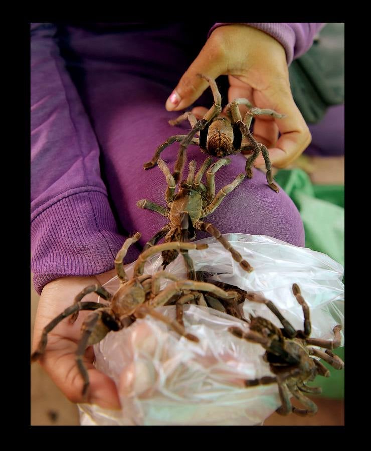 Un plato lleno de peludas tarántulas del tamaño de un puño resulta en Camboya un preciado manjar, en especial cuando se preparan fritas, con ajo, en una olla chisporroteante. Pero el disfrute de esta gollería, que algunos comparan con el delicado sabor del cangrejo, está en peligro. Las junglas donde habitan estos arácnidos desaparecen lentamente. Camboya, con una de las tasas de deforestación más rápidas del mundo, ha perdido el 20 % de su masa forestal desde 1990.