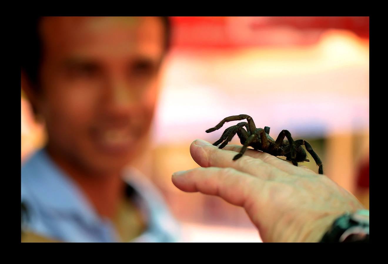 Un plato lleno de peludas tarántulas del tamaño de un puño resulta en Camboya un preciado manjar, en especial cuando se preparan fritas, con ajo, en una olla chisporroteante. Pero el disfrute de esta gollería, que algunos comparan con el delicado sabor del cangrejo, está en peligro. Las junglas donde habitan estos arácnidos desaparecen lentamente. Camboya, con una de las tasas de deforestación más rápidas del mundo, ha perdido el 20 % de su masa forestal desde 1990.