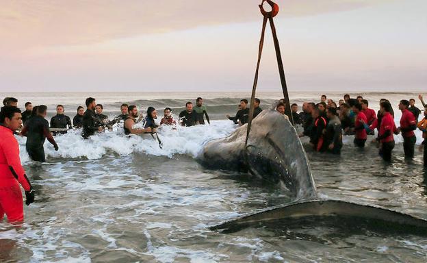 Los oficiales de salvamento elevan el cuerpo de la ballena, ya inerte, por medio de una grúa.