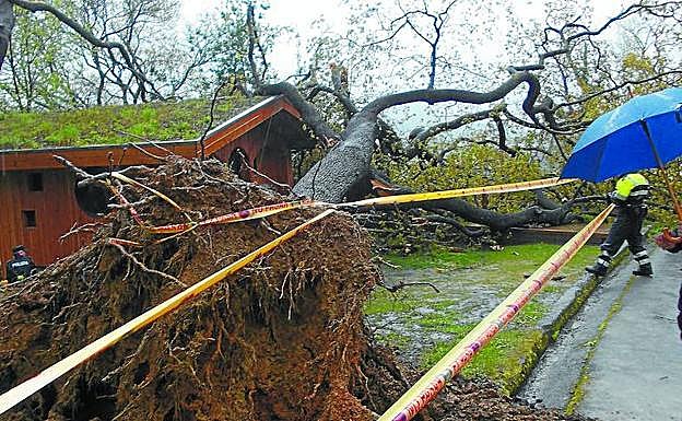El árbol de 15 metros que cayó sobre el niño de 5 años en el Parque Kutxa Ekogune de Donostia. 