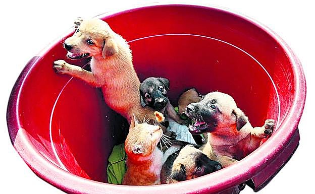 Varios cachorros y un gatito, en un balde.