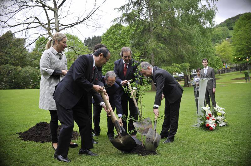 Han plantado un retoño del Ginkgoa Biloba, el único árbol que sobrevivió a la bomba atómica