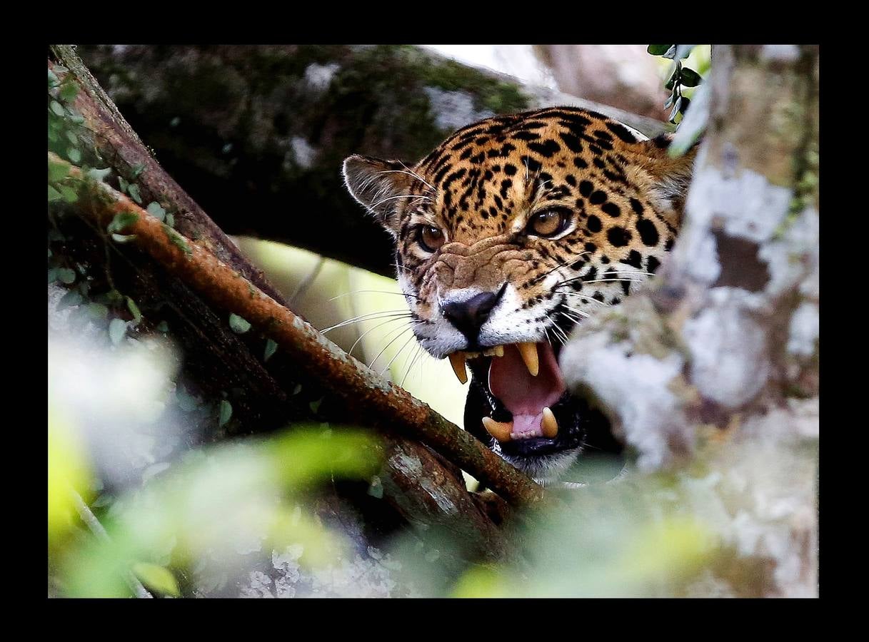 En Brasil el jaguar es una especie a la que no sólo amenazan los cazadores y la destrucción de su hábitat, sino también las inundaciones en el Amazonas. El proyecto Laurete (algunas de cuyas actividades vemos en las fotografías) investiga cómo resiste esta especie en las copas de los árboles, donde se refugian y alimentan a sus crías entre abril y julio, mientras el suelo de la selva tropical se mantiene cubierta de agua. Los «jaguares pintados» llamados así por su pelaje poblado de intrincadas manchas son difíciles de ver en la espesura, pero los investigadores les colocan rastreadores que pueden identificarlos desde las pequeñas embarcaciones con las que se desplazan a través de la jungla inundada.