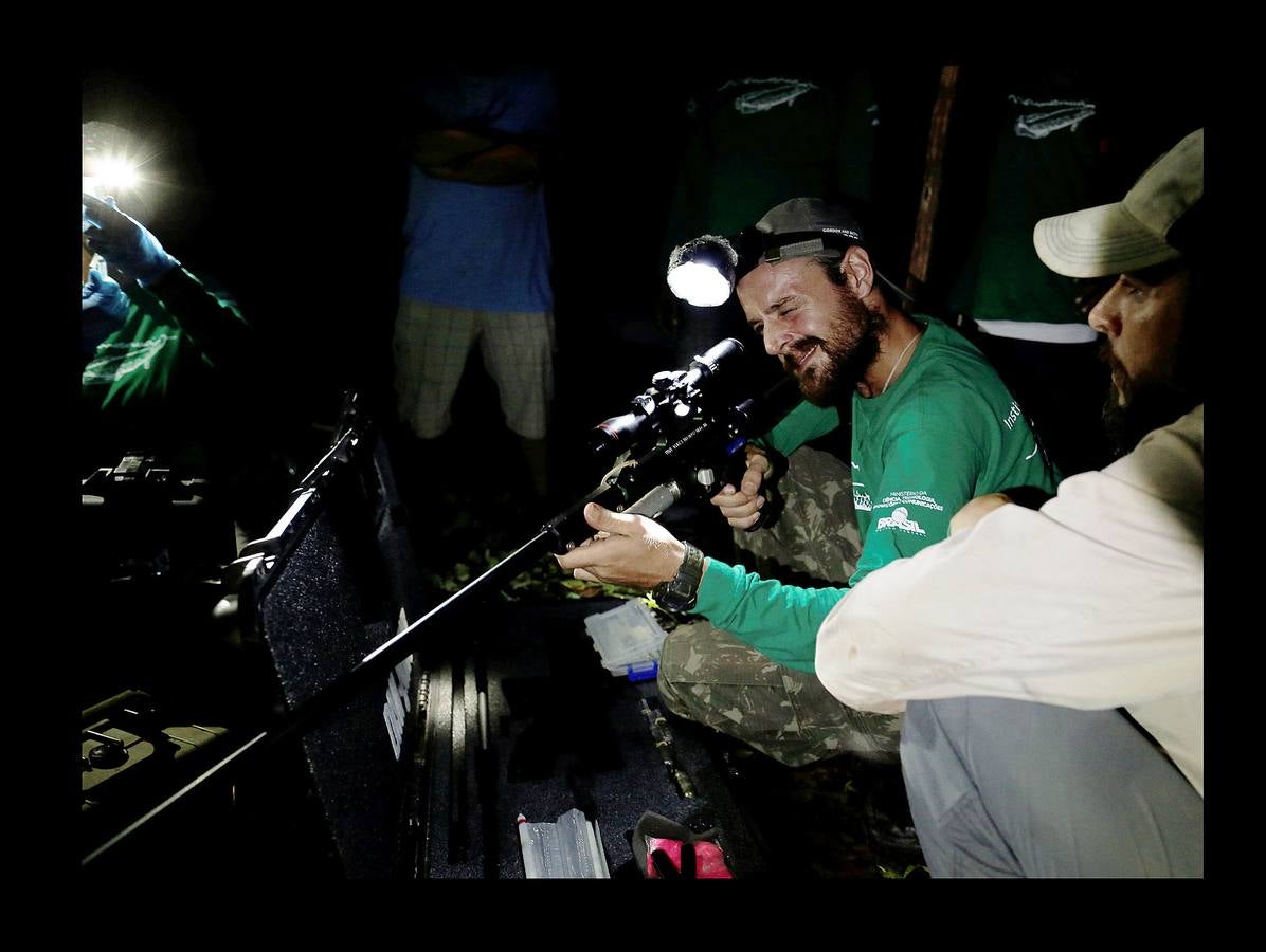 En Brasil el jaguar es una especie a la que no sólo amenazan los cazadores y la destrucción de su hábitat, sino también las inundaciones en el Amazonas. El proyecto Laurete (algunas de cuyas actividades vemos en las fotografías) investiga cómo resiste esta especie en las copas de los árboles, donde se refugian y alimentan a sus crías entre abril y julio, mientras el suelo de la selva tropical se mantiene cubierta de agua. Los «jaguares pintados» llamados así por su pelaje poblado de intrincadas manchas son difíciles de ver en la espesura, pero los investigadores les colocan rastreadores que pueden identificarlos desde las pequeñas embarcaciones con las que se desplazan a través de la jungla inundada.