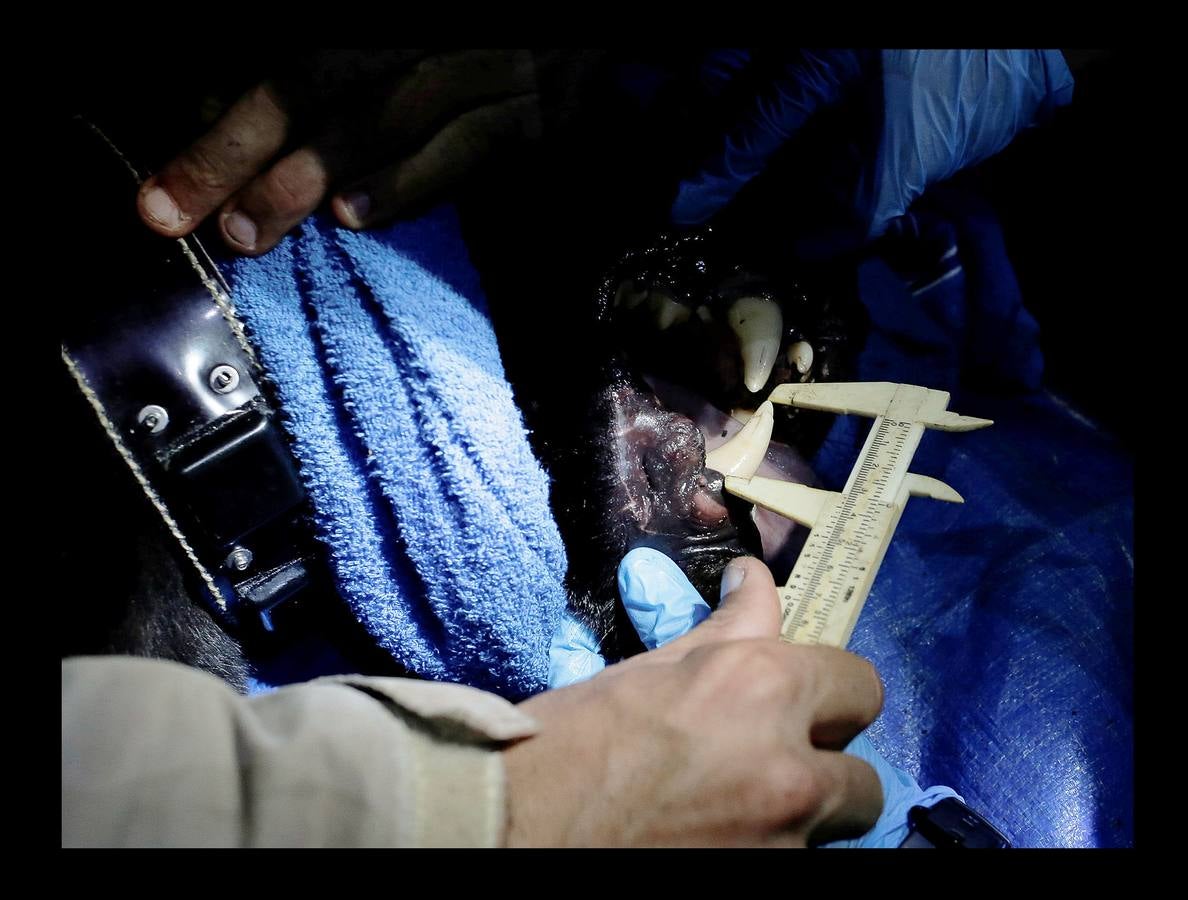 En Brasil el jaguar es una especie a la que no sólo amenazan los cazadores y la destrucción de su hábitat, sino también las inundaciones en el Amazonas. El proyecto Laurete (algunas de cuyas actividades vemos en las fotografías) investiga cómo resiste esta especie en las copas de los árboles, donde se refugian y alimentan a sus crías entre abril y julio, mientras el suelo de la selva tropical se mantiene cubierta de agua. Los «jaguares pintados» llamados así por su pelaje poblado de intrincadas manchas son difíciles de ver en la espesura, pero los investigadores les colocan rastreadores que pueden identificarlos desde las pequeñas embarcaciones con las que se desplazan a través de la jungla inundada.