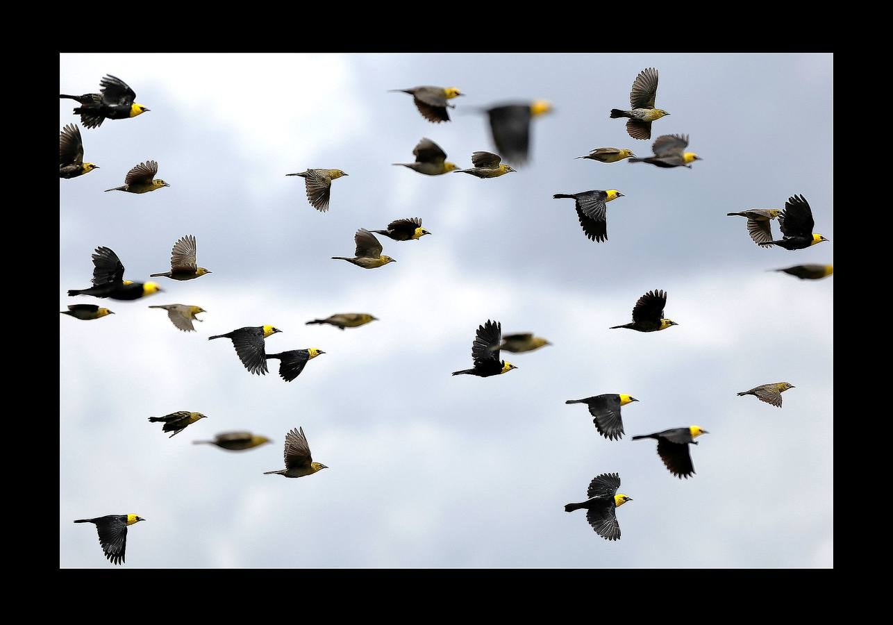 En Brasil el jaguar es una especie a la que no sólo amenazan los cazadores y la destrucción de su hábitat, sino también las inundaciones en el Amazonas. El proyecto Laurete (algunas de cuyas actividades vemos en las fotografías) investiga cómo resiste esta especie en las copas de los árboles, donde se refugian y alimentan a sus crías entre abril y julio, mientras el suelo de la selva tropical se mantiene cubierta de agua. Los «jaguares pintados» llamados así por su pelaje poblado de intrincadas manchas son difíciles de ver en la espesura, pero los investigadores les colocan rastreadores que pueden identificarlos desde las pequeñas embarcaciones con las que se desplazan a través de la jungla inundada.