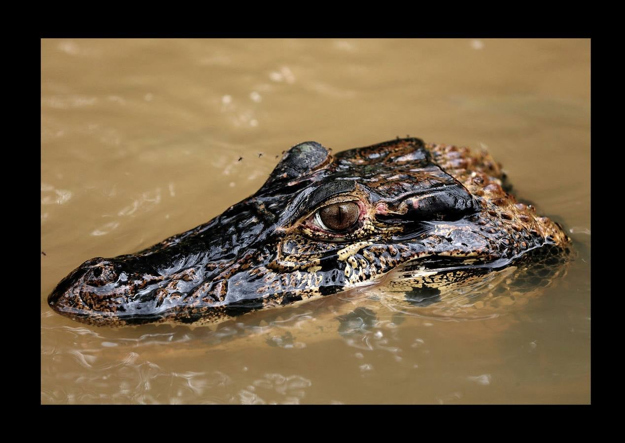 En Brasil el jaguar es una especie a la que no sólo amenazan los cazadores y la destrucción de su hábitat, sino también las inundaciones en el Amazonas. El proyecto Laurete (algunas de cuyas actividades vemos en las fotografías) investiga cómo resiste esta especie en las copas de los árboles, donde se refugian y alimentan a sus crías entre abril y julio, mientras el suelo de la selva tropical se mantiene cubierta de agua. Los «jaguares pintados» llamados así por su pelaje poblado de intrincadas manchas son difíciles de ver en la espesura, pero los investigadores les colocan rastreadores que pueden identificarlos desde las pequeñas embarcaciones con las que se desplazan a través de la jungla inundada.