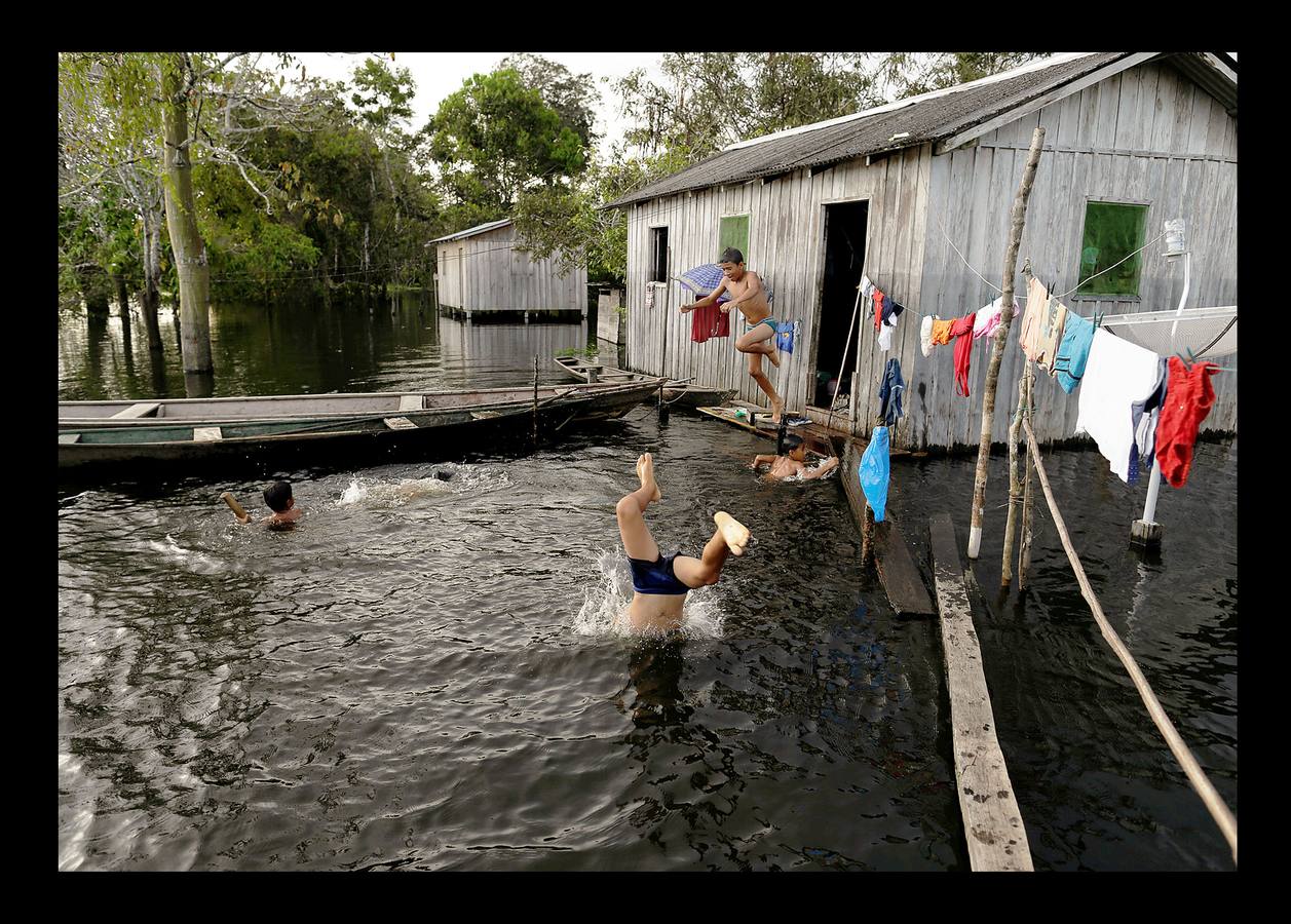 En Brasil el jaguar es una especie a la que no sólo amenazan los cazadores y la destrucción de su hábitat, sino también las inundaciones en el Amazonas. El proyecto Laurete (algunas de cuyas actividades vemos en las fotografías) investiga cómo resiste esta especie en las copas de los árboles, donde se refugian y alimentan a sus crías entre abril y julio, mientras el suelo de la selva tropical se mantiene cubierta de agua. Los «jaguares pintados» llamados así por su pelaje poblado de intrincadas manchas son difíciles de ver en la espesura, pero los investigadores les colocan rastreadores que pueden identificarlos desde las pequeñas embarcaciones con las que se desplazan a través de la jungla inundada.