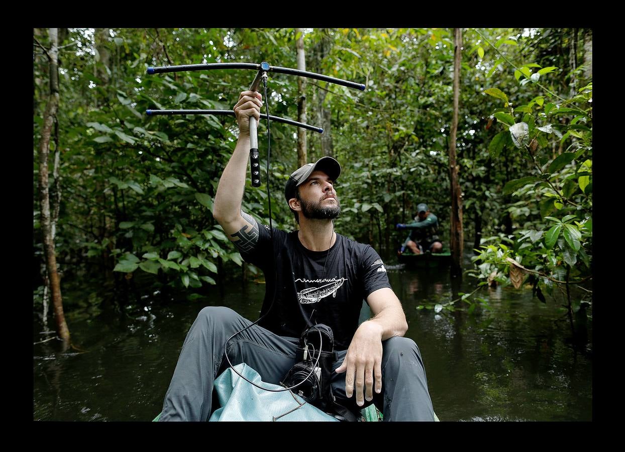 En Brasil el jaguar es una especie a la que no sólo amenazan los cazadores y la destrucción de su hábitat, sino también las inundaciones en el Amazonas. El proyecto Laurete (algunas de cuyas actividades vemos en las fotografías) investiga cómo resiste esta especie en las copas de los árboles, donde se refugian y alimentan a sus crías entre abril y julio, mientras el suelo de la selva tropical se mantiene cubierta de agua. Los «jaguares pintados» llamados así por su pelaje poblado de intrincadas manchas son difíciles de ver en la espesura, pero los investigadores les colocan rastreadores que pueden identificarlos desde las pequeñas embarcaciones con las que se desplazan a través de la jungla inundada.