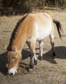 Imagen secundaria 2 - Una manada de tarpanes pasta en la reserva, chozas típicas de los pobladores ancestrales en el bosque y un caballo de Przewalski.