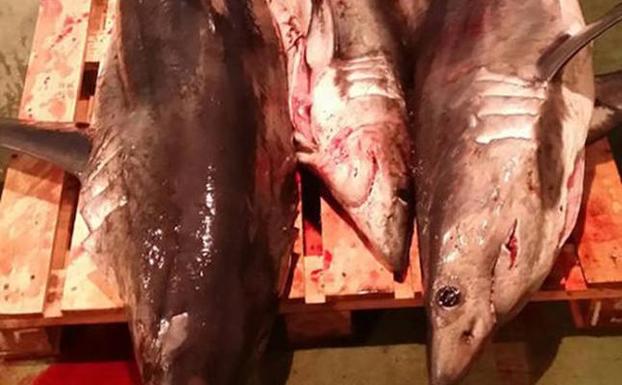 Tiburones decomisados en el puerto de Ondarroa. 