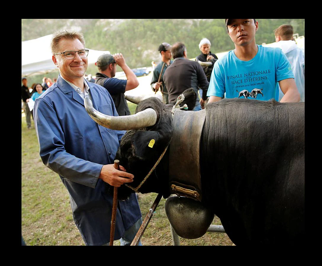 La tranquila aldea suiza de Aproz, en el cantón de Valais, se convierte en un campo de batalla para las vacas Herens, una raza conocida por su predisposición genética a la combatividad. Durante la llamada «Batalla de las Reinas,» que se celebra anualmente, los animales se empujan y usan los cuernos en una pelea en la que disputan el liderazgo de la manada. En ocasiones, alguna vaca ha perdido un cuerno o ha sufrido heridas sin mayores consecuencias. El combate termina cuando una de las competidoras se da la vuelta y se aleja aceptando la derrota. 